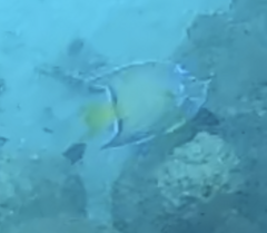 Holacanthus ciliaris