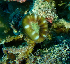 Caulastraea furcata