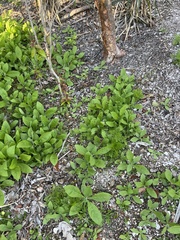 Verbesina virginica