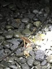 Lithobates warszewitschii