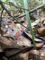 Marasmius haematocephalus