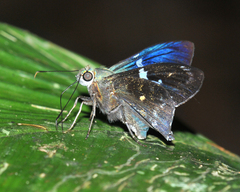 Astraptes janeira
