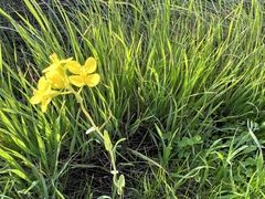 Brassica napus