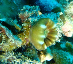 Caulastraea furcata