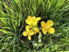 Brassica napus