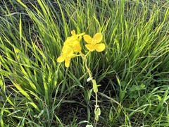 Brassica napus