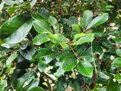 Aglaia rimosa