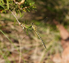 Austrogomphus guerini