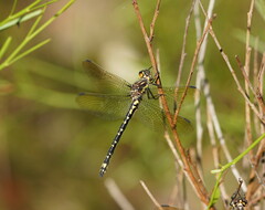 Eusynthemis virgula