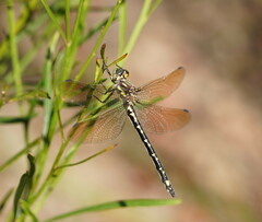 Eusynthemis virgula