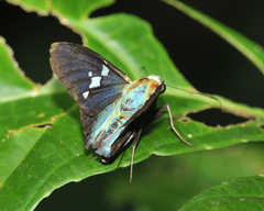 Astraptes janeira