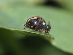 Sminthurus bivittatus