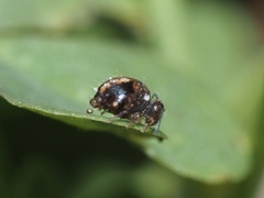 Sminthurus bivittatus