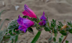 Echium angustifolium