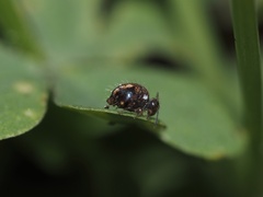 Sminthurus bivittatus