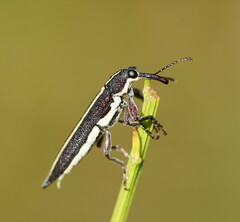 Rhinotia suturalis