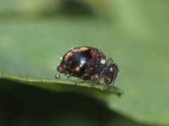 Sminthurus bivittatus