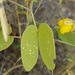 Two-Leaved Senna - Photo (c) Alex Abair, some rights reserved (CC BY-NC), uploaded by Alex Abair