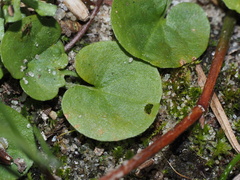 Dichondra carolinensis