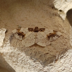 Ligdia adustata