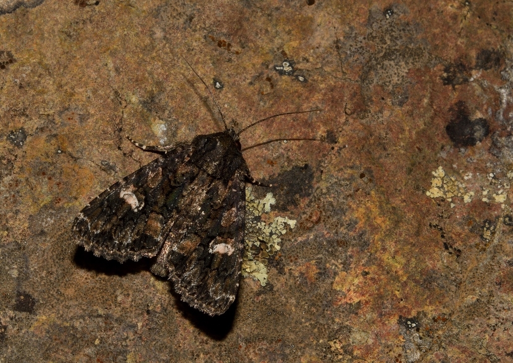 Polymixis iatnana