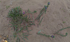 Echium angustifolium