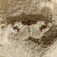 Ligdia adustata