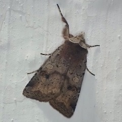 Cerastis faceta