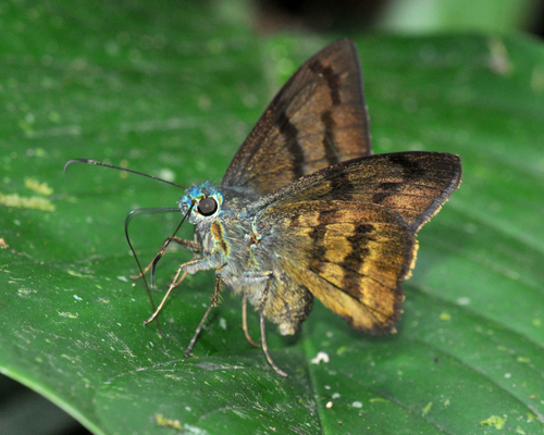 Astraptes galesus