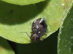 Sminthurus bivittatus