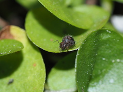 Sminthurus bivittatus