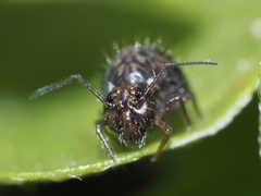 Sminthurus bivittatus