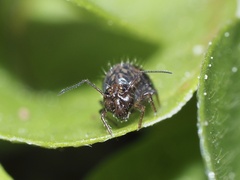 Sminthurus bivittatus