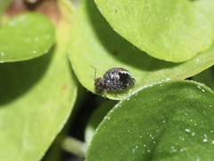 Sminthurus bivittatus