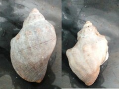 Stramonita brasiliensis