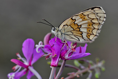 Chamaenerion angustifolium