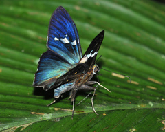 Astraptes janeira