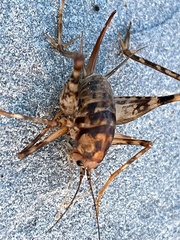Tachycines asynamorus