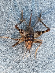 Tachycines asynamorus