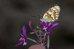 Chamaenerion angustifolium