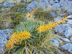 Aciphylla colensoi