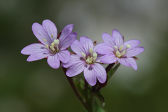 Epilobium gemmascens