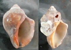 Stramonita brasiliensis