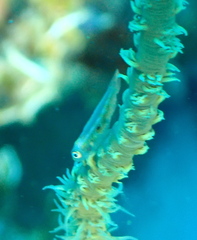 Bryaninops