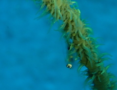 Bryaninops