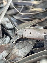 Cryptomarasmius corbariensis