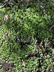 Dichondra occidentalis