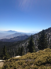 Chrysolepis sempervirens