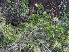 Dichondra occidentalis