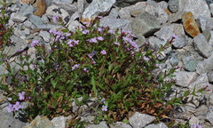 Epilobium gemmascens